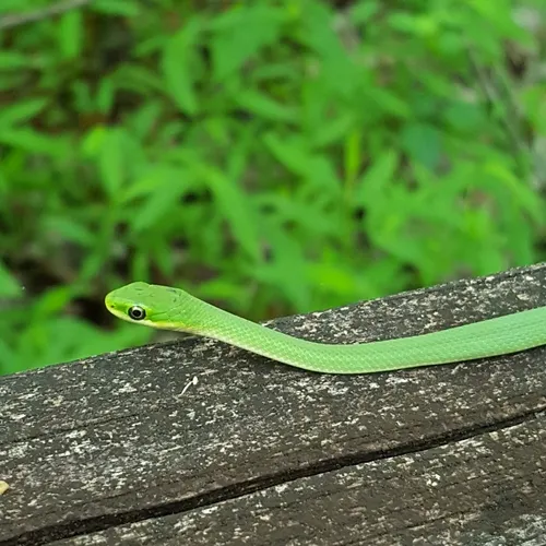 Northern Rough Greensnake