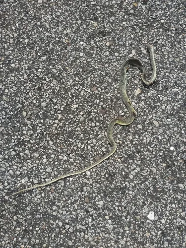 Florida Rough Greensnake
