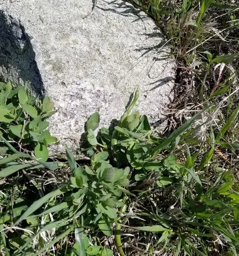 Smooth Greensnake