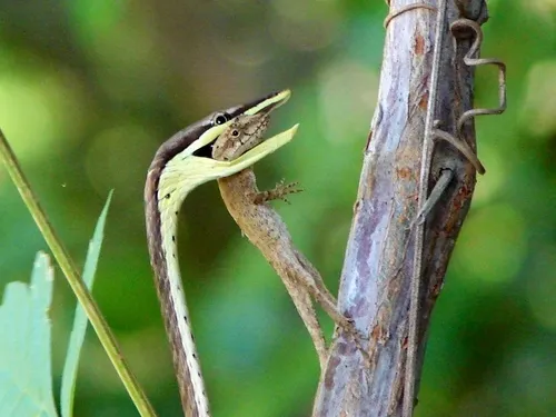 Thornscrub Brown Vinesnake