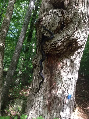 Central Ratsnake