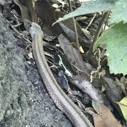 Baird's Ratsnake