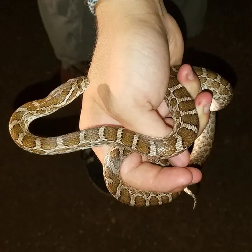 Great Plains Ratsnake