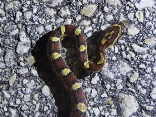 Red Cornsnake