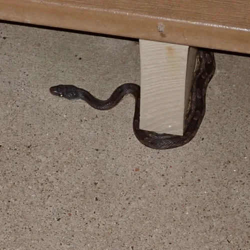 Western Ratsnake