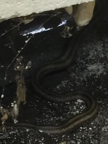 Yellow Ratsnake