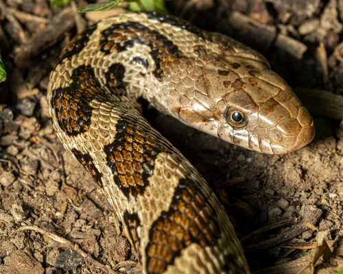 Western Foxsnake