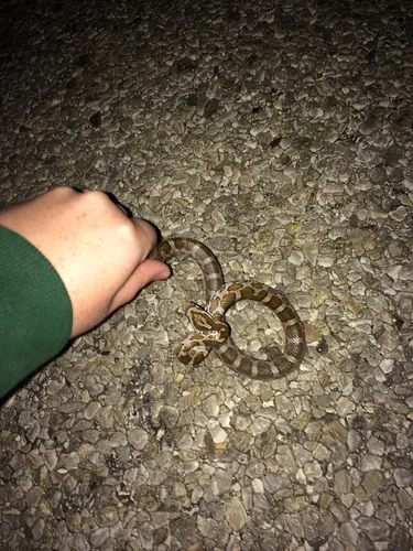 Slowinski's Cornsnake