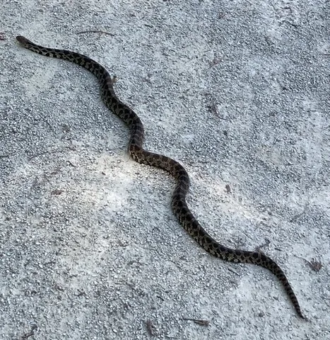 Eastern Foxsnake