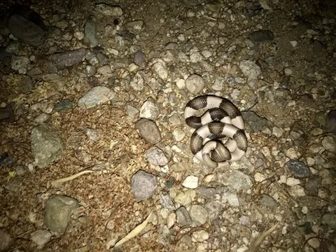Saddled Leaf-nosed Snake