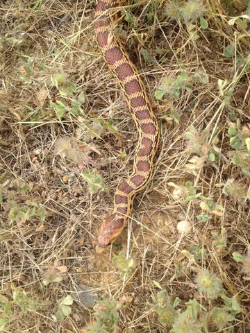 Gophersnake