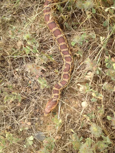 Gophersnake