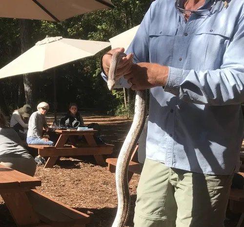 Eastern Pinesnake