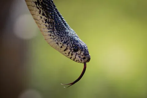 Louisiana Pinesnake