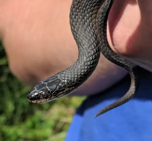 Graham's Crawfish Snake