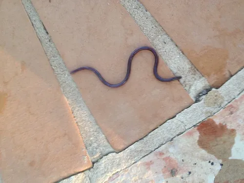 Texas Threadsnake
