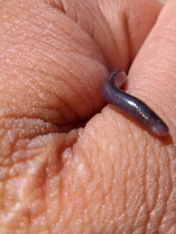 Western Threadsnake
