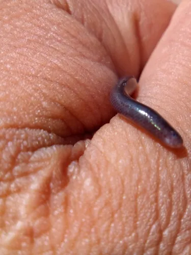 Western Threadsnake