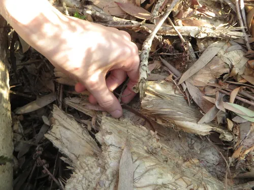 Pine Woods Littersnake