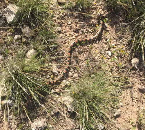 Long-nosed Snake