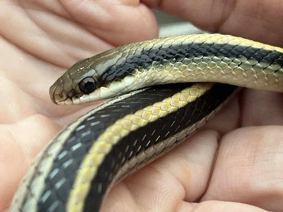 Mountain Patch-nosed Snake