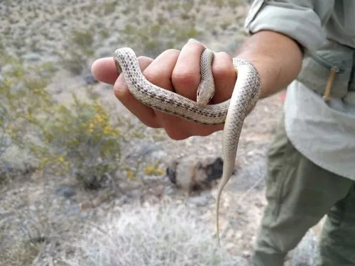 Western Patch-nosed Snake