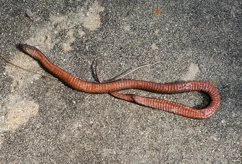 Black Swampsnake