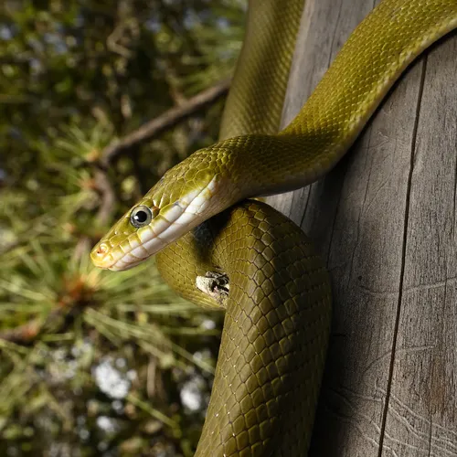 Green Ratsnake