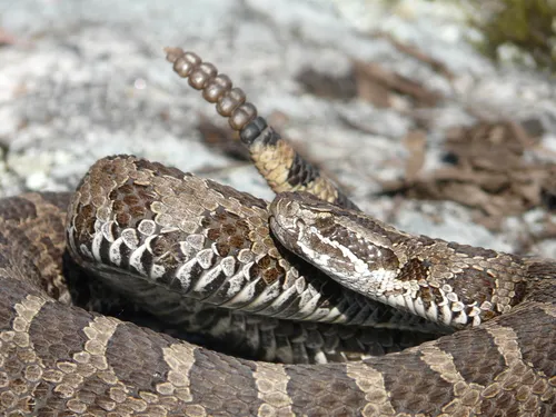 Eastern Massasauga