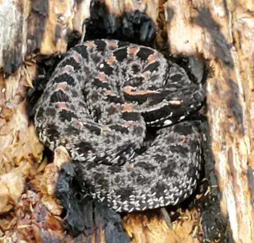 Pygmy Rattlesnake