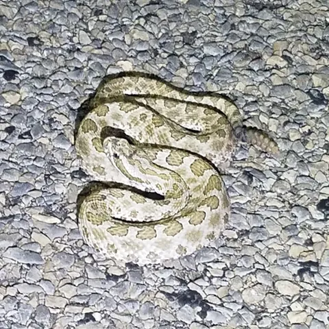 Western Massasauga
