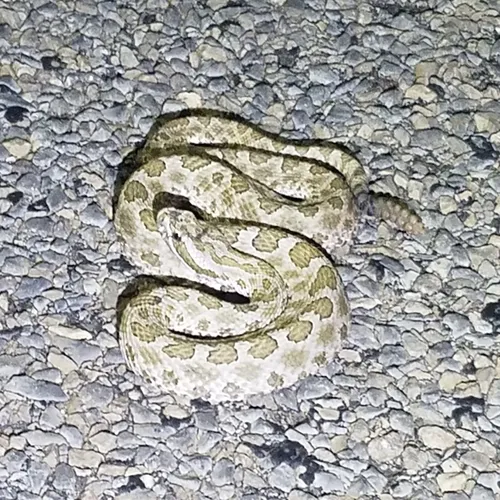 Western Massasauga