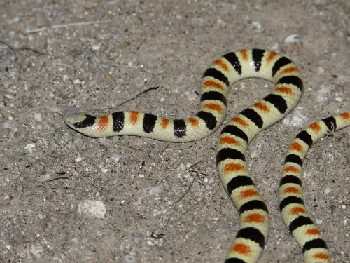 Tricolor Shovel-nosed Snake