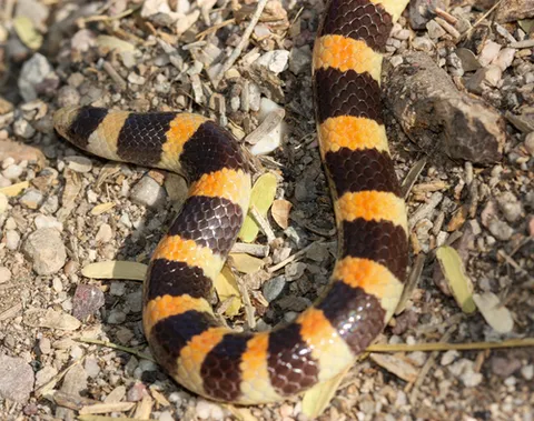 Banded Sandsnake