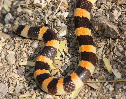 Banded Sandsnake