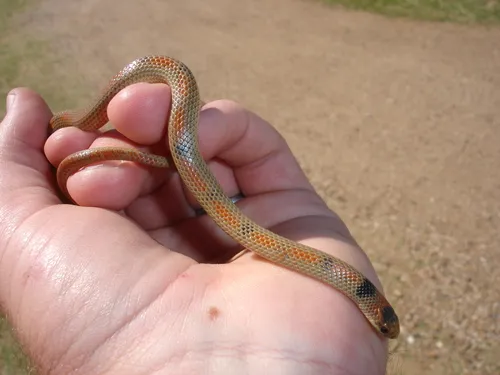 Great Plains Groundsnake