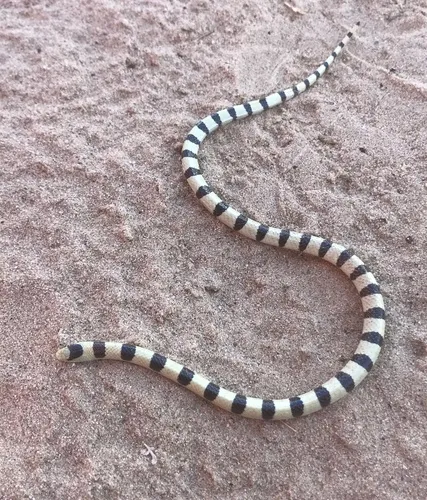 Mohave Shovel-nosed Snake