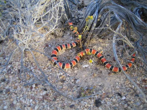Sonoran Shovel-nosed Snake