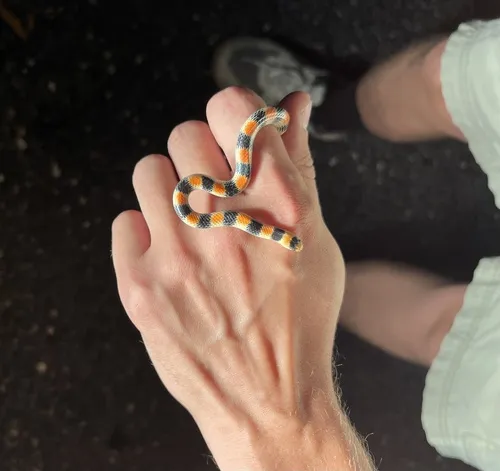 Western Groundsnake