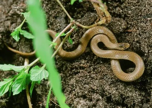 South Texas Groundsnake