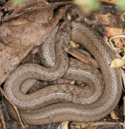 Dekay’s Brownsnake