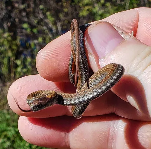 Red-bellied Snake