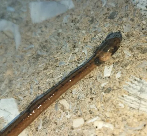 Florida Brownsnake
