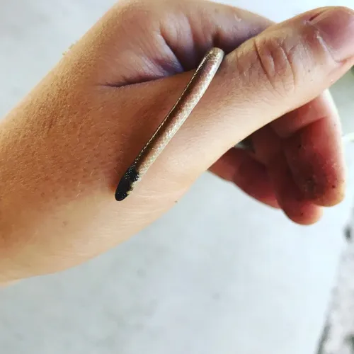 Southeastern Crowned Snake