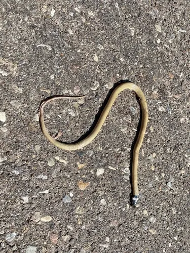 Trans-Pecos Black-headed Snake