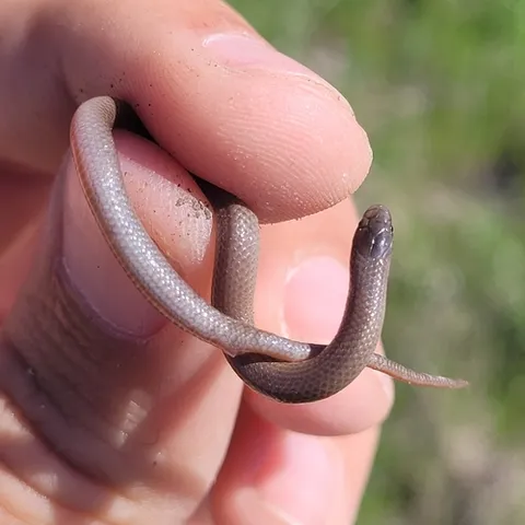 Flat-headed Snake