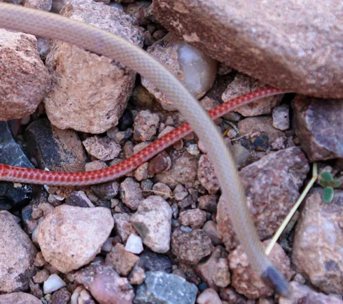Southwestern Black-headed Snake