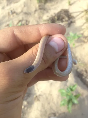 Plains Black-headed Snake