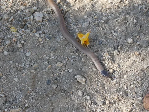 California Black-headed Snake