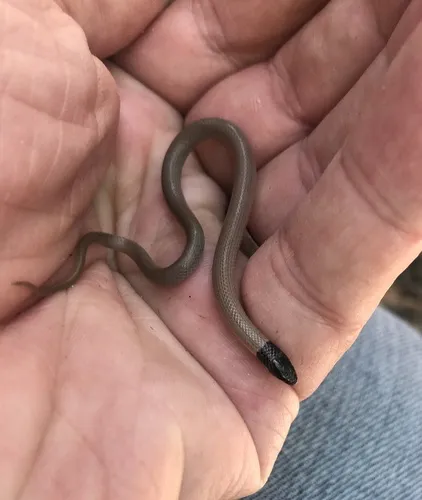 Florida Crowned Snake